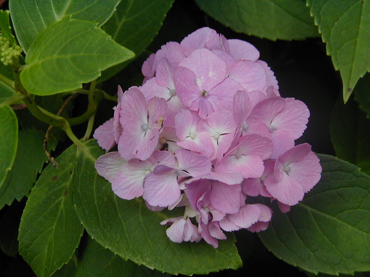 意味単392号 Hydrangea ハイドレンジア あじさい 意味から覚える英単語 あとがき