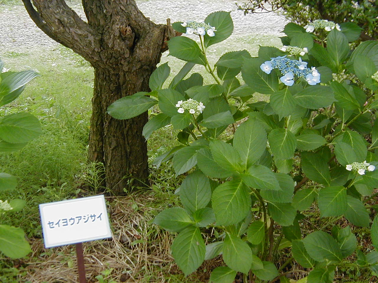 意味単392号 Hydrangea ハイドレンジア あじさい 意味から覚える英単語 あとがき