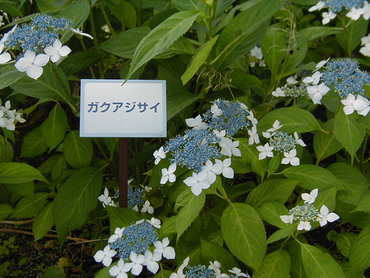 意味単392号 Hydrangea ハイドレンジア あじさい 意味から覚える英単語 あとがき