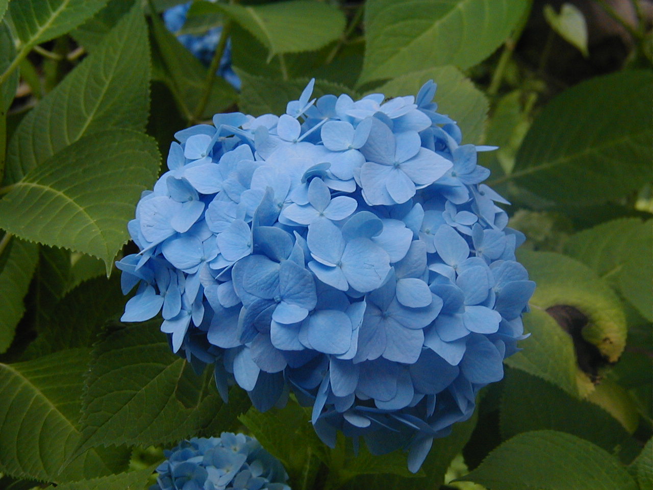 意味単392号 Hydrangea ハイドレンジア あじさい 意味から覚える英単語 あとがき